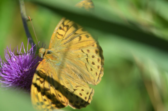 Argynnis pandora - zöldes gyöngyházlepke