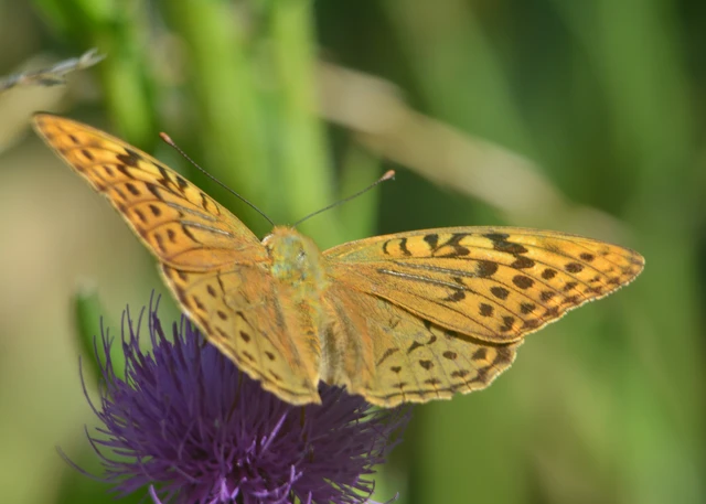 Argynnis pandora - zöldes gyöngyházlepke