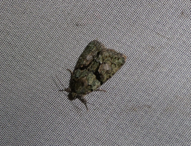 Cryphia algae - sárgászöld zuzmóbagoly