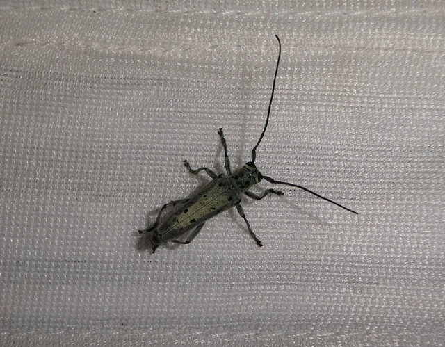 Saperda octopunctata - nyolcpontos cincér