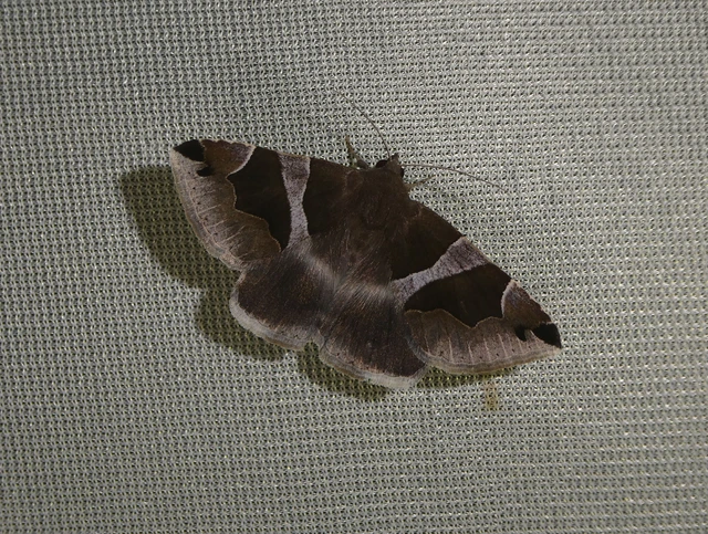 Dysgonia algira - déli porcelánbagoly