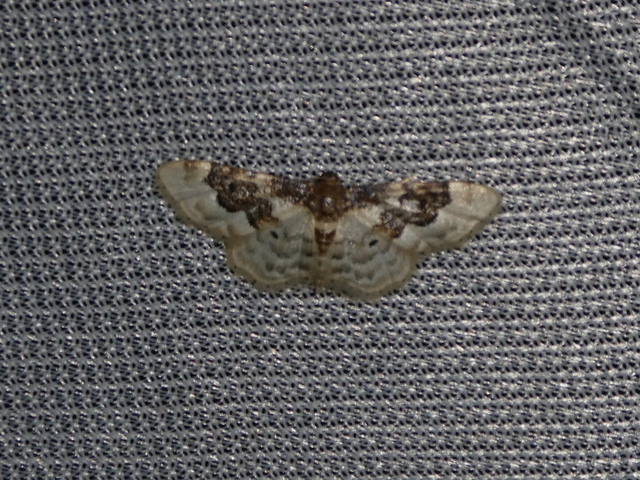 Idaea rusticata - tarka apróaraszoló