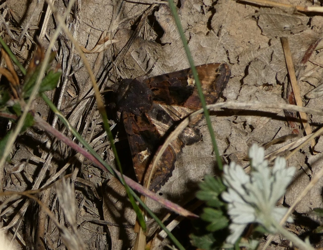 Euplexia lucipara - szeder-csipkésbagoly