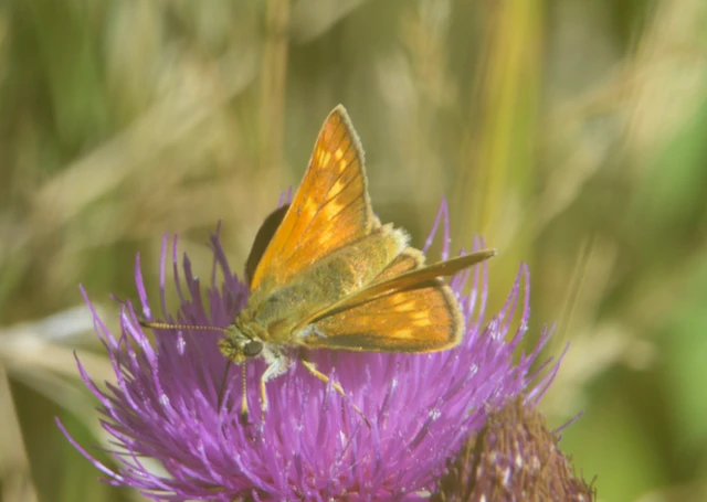 Ochlodes sylvanus - erdei busalepke