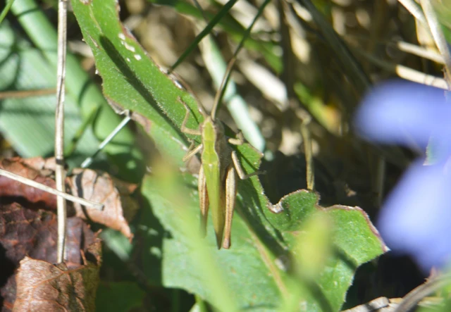 Chorthippus (Chorthippus) (subgenus)