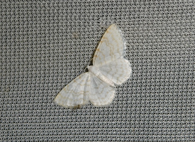 Asthena albulata - gyertyán-fehéraraszoló