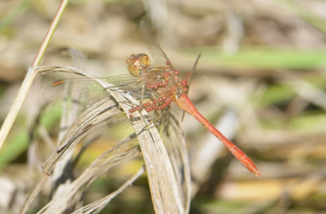 Sympetrum meridionale - fakó katona-szitakötő