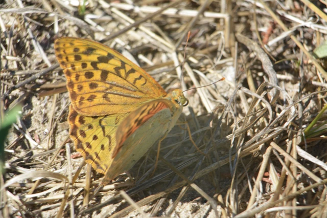 Argynnis pandora - zöldes gyöngyházlepke