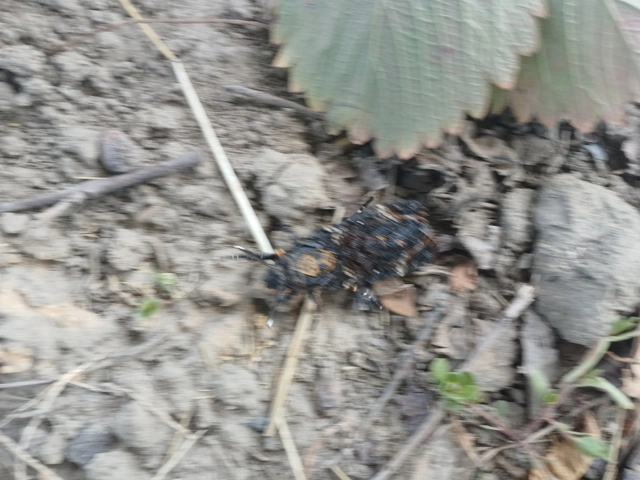 Acherontia atropos - halálfejes lepke