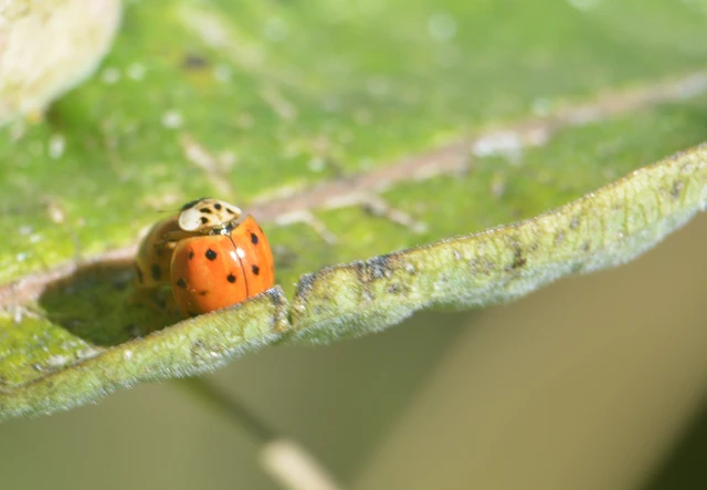 Harmonia axyridis - harlekinkatica