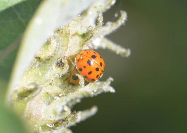 Harmonia axyridis - harlekinkatica