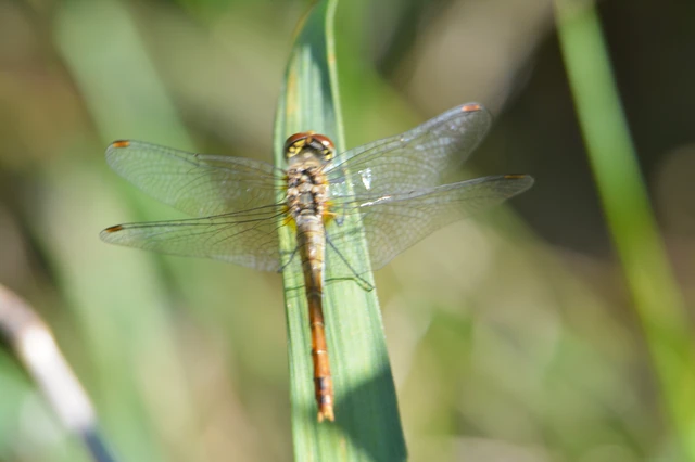 Sympetrum sanguineum - vörös katona-szitakötő