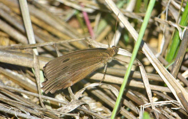 Minois dryas - fekete szemeslepke