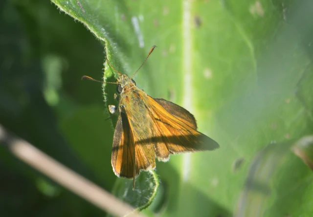 Ochlodes sylvanus - erdei busalepke