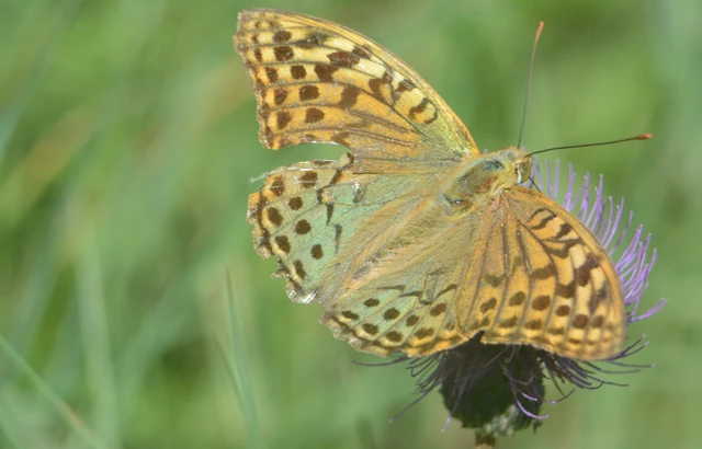 Argynnis pandora - zöldes gyöngyházlepke