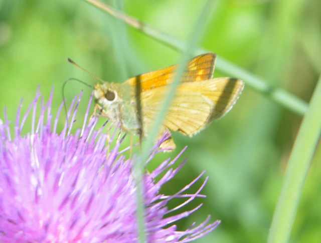 Ochlodes sylvanus - erdei busalepke