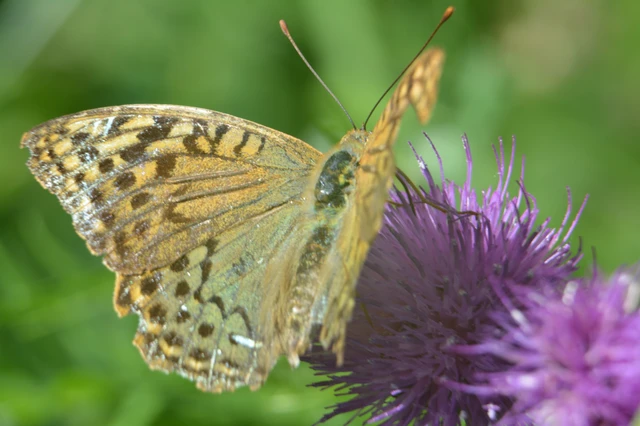 Argynnis pandora - zöldes gyöngyházlepke