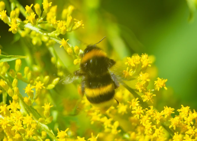 Bombus - poszméhek