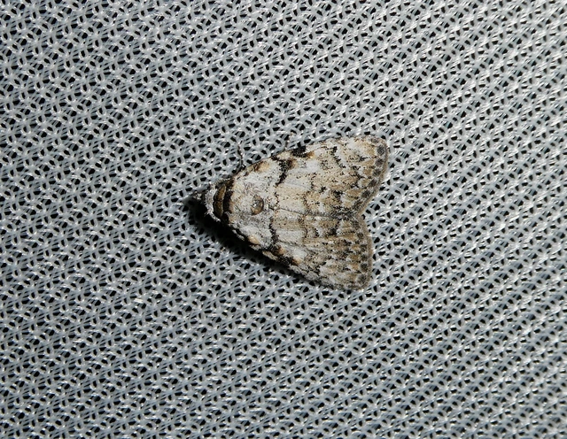 Meganola strigula - hamvas pamacsosszövő