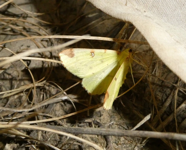 Opisthograptis luteolata - citromsárga araszoló