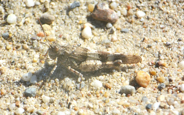 Oedipoda caerulescens - kékszárnyú sáska