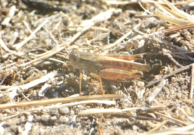 Calliptamus italicus - olaszsáska