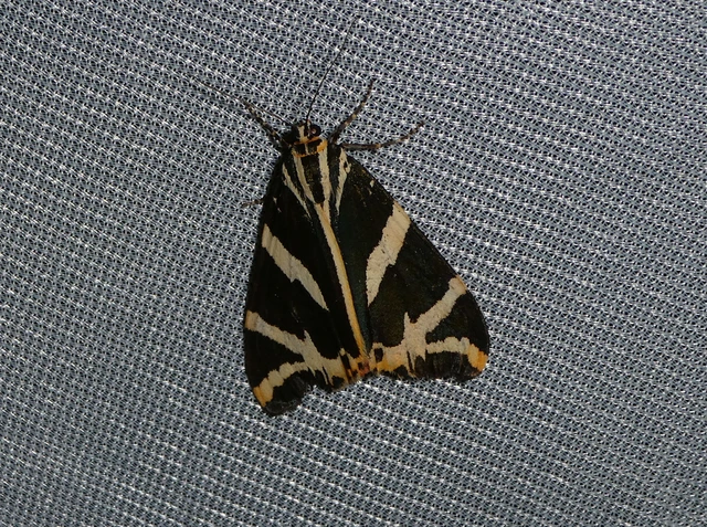 Euplagia quadripunctaria - csíkos medvelepke