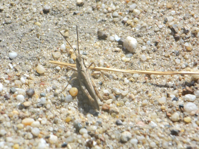 Chorthippus