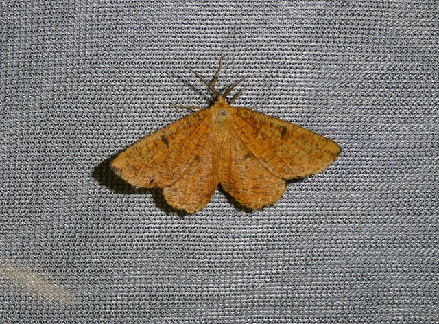 Angerona prunaria - sárga kökényaraszoló