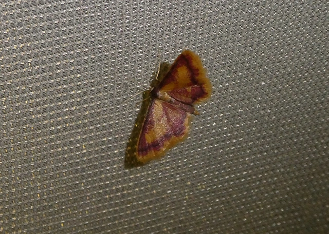 Idaea muricata - mocsári pirosaraszoló