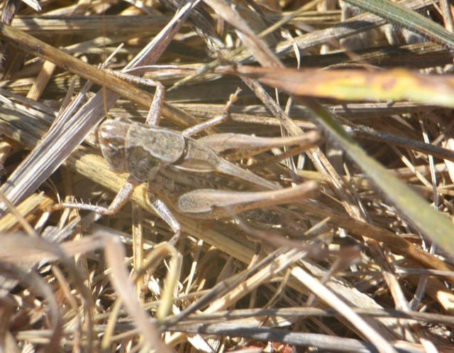 Platycleis