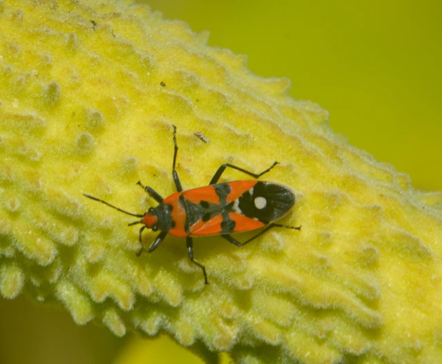 Lygaeus equestris/simulans