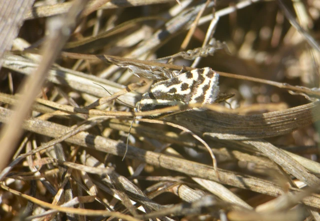 Emmelia trabealis - zebrabagoly