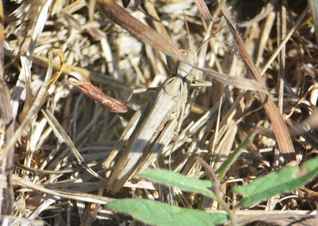 Chorthippus