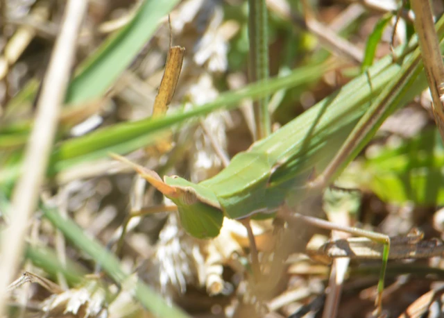 Acrida ungarica - sisakos sáska Acrida ungarica - sisakos sáska
