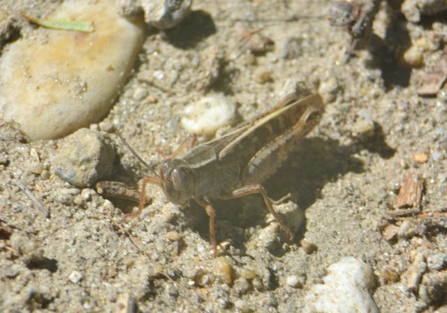 Calliptamus italicus - olaszsáska