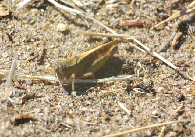 Calliptamus italicus - olaszsáska