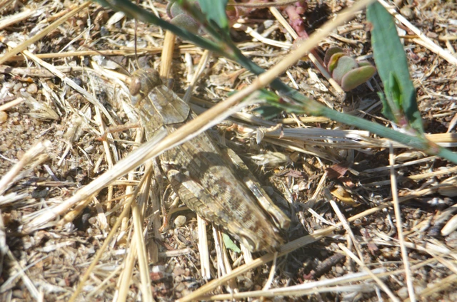 Calliptamus italicus - olaszsáska