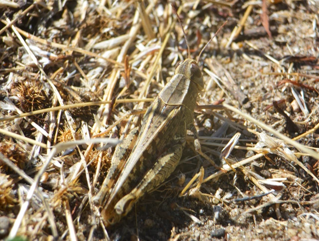Calliptamus italicus - olaszsáska