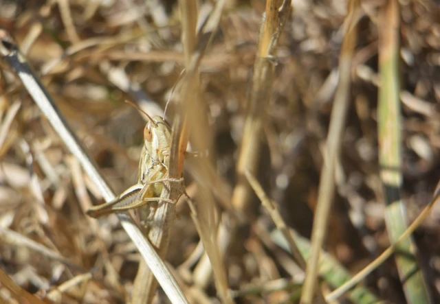 Euchorthippus