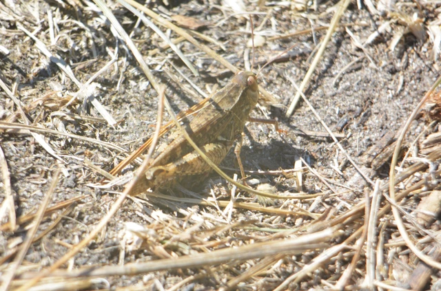 Calliptamus italicus - olaszsáska