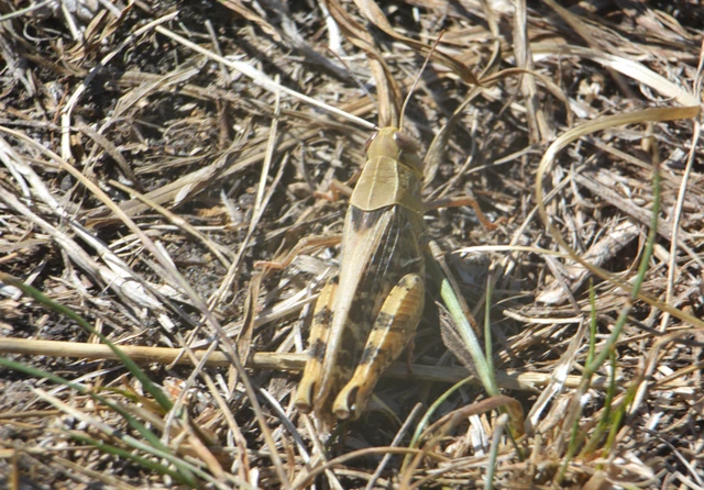 Calliptamus italicus - olaszsáska