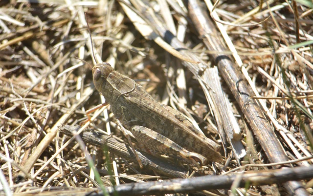 Calliptamus italicus - olaszsáska