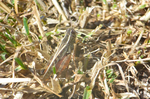 Calliptamus italicus - olaszsáska