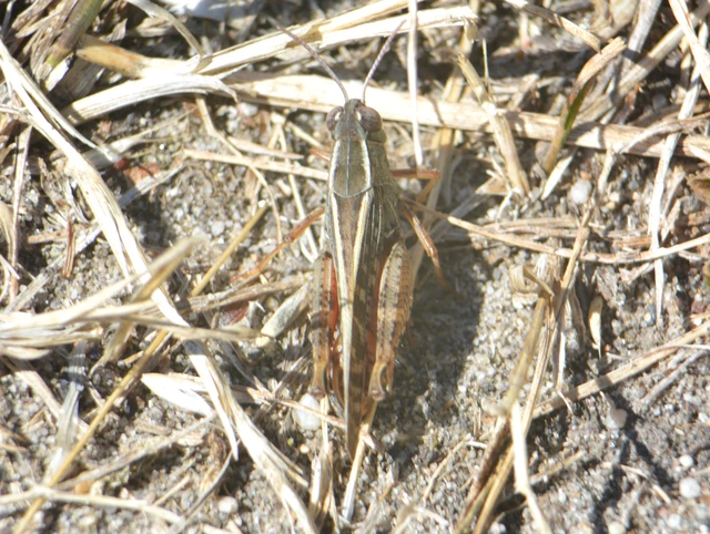 Calliptamus italicus - olaszsáska