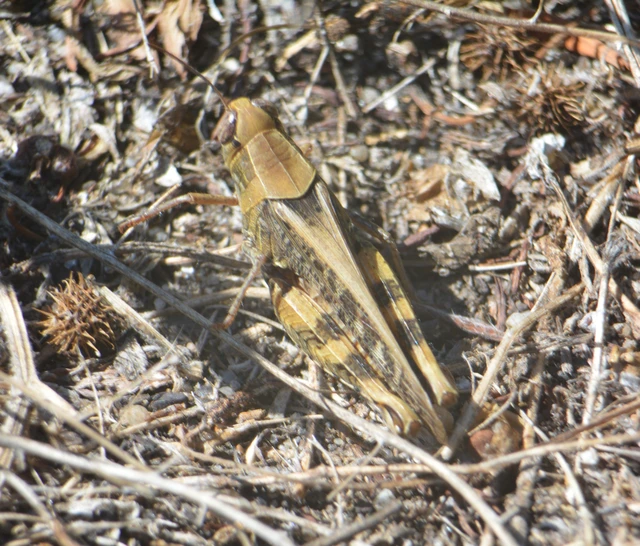 Calliptamus italicus - olaszsáska
