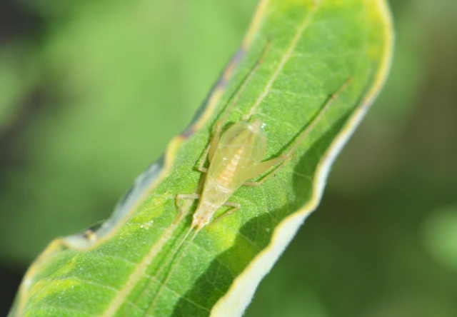 Oecanthus pellucens - pirregőtücsök