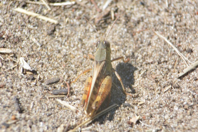 Calliptamus italicus - olaszsáska