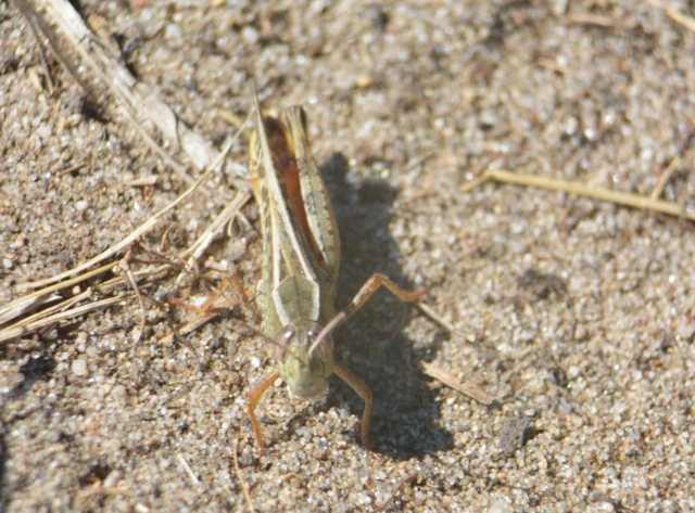 Calliptamus italicus - olaszsáska