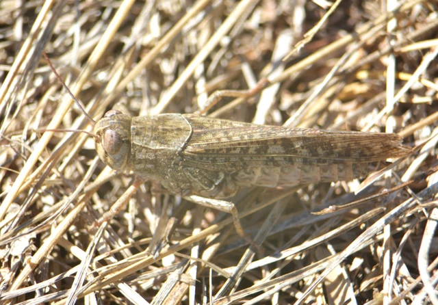 Calliptamus italicus - olaszsáska